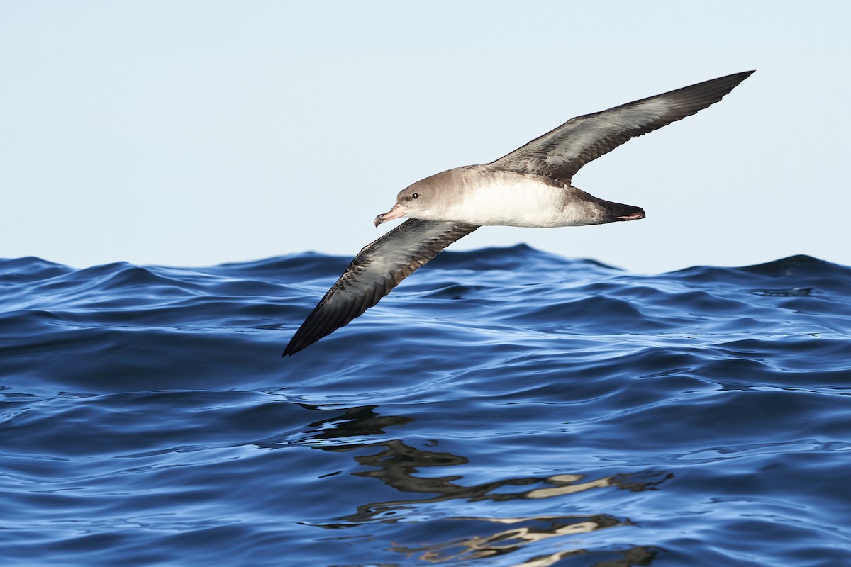 Pink-footed Shearwater - ML612607616