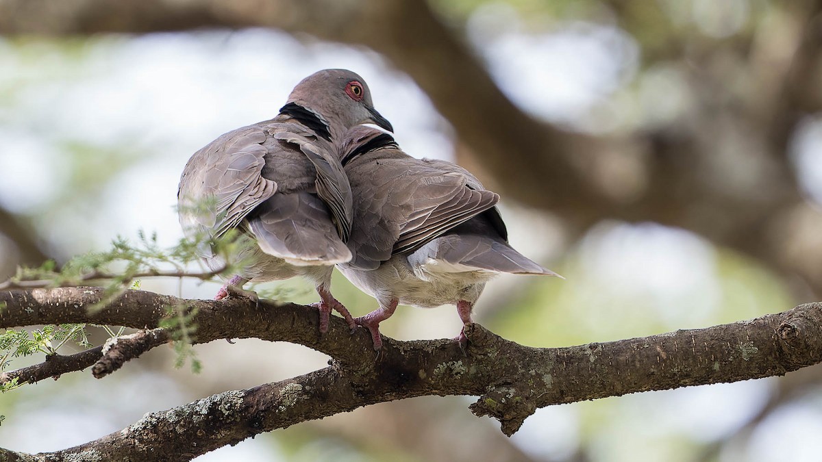 Mourning Collared-Dove - ML612607739