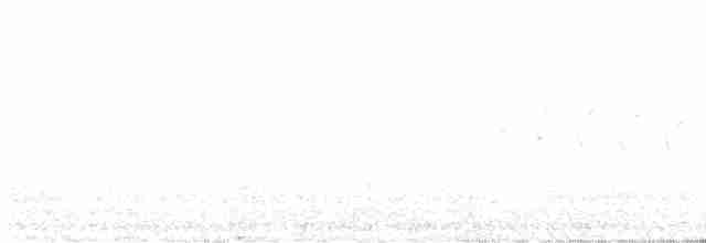 Каньонный крапивник - ML612607826