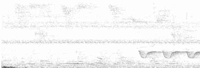 Белогрудый крапивник - ML612607836