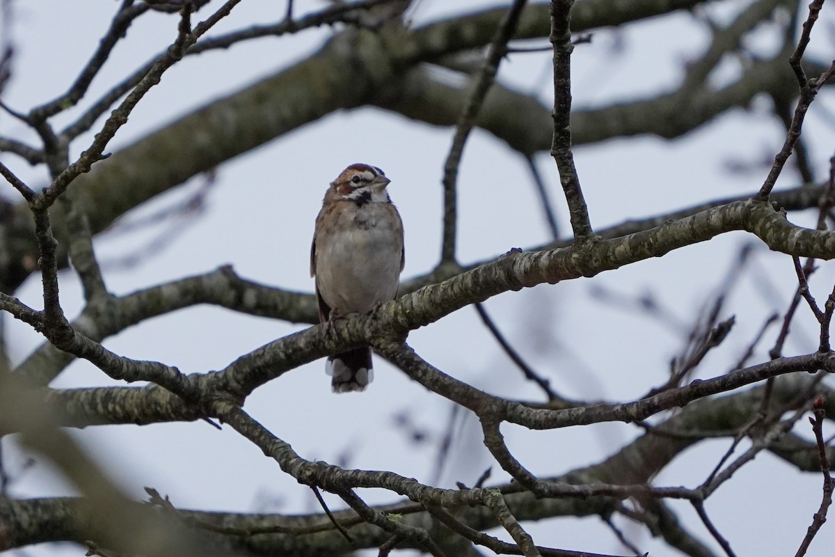 eBird Checklist 24 Dec 2023 Cape Cod National SeashoreSalt Pond