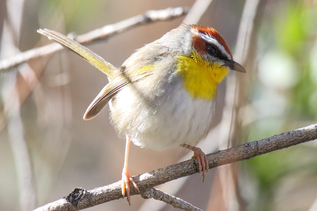 Rufous-capped Warbler - ML612608191
