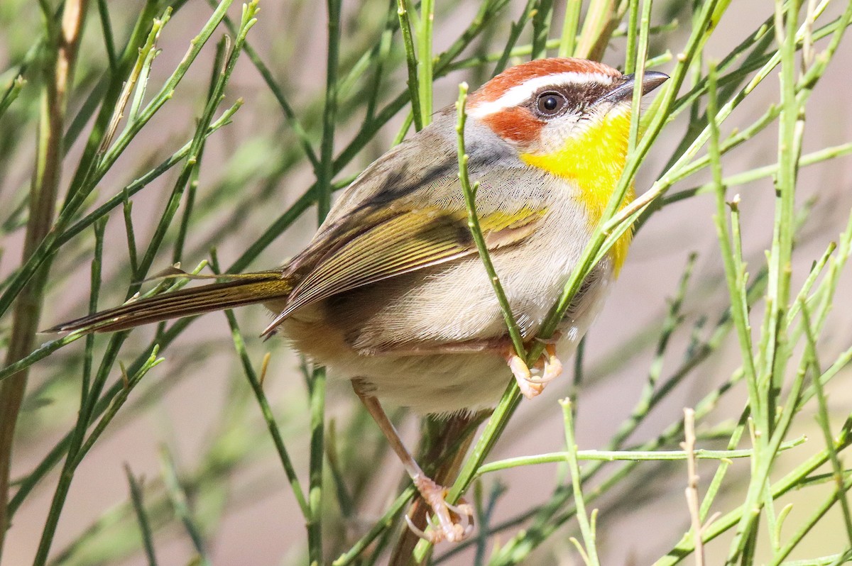Rufous-capped Warbler - ML612608192