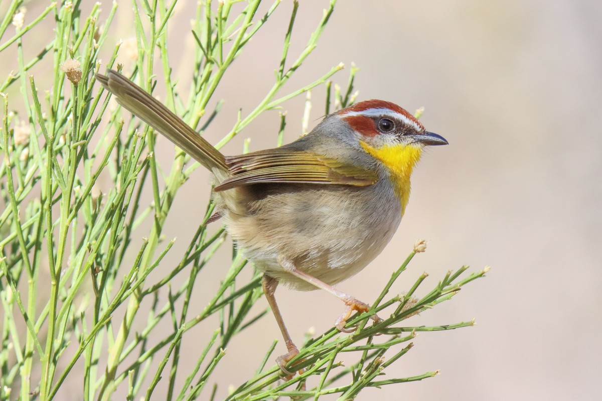 Rufous-capped Warbler - ML612608193
