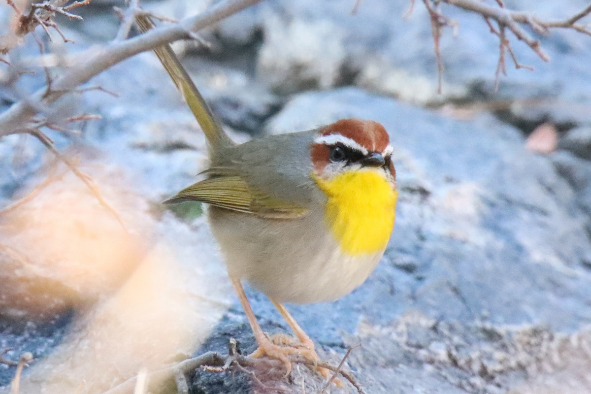 Rufous-capped Warbler - ML612608255