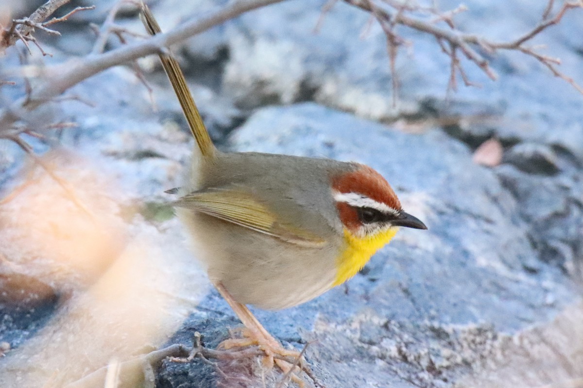 Rufous-capped Warbler - ML612608256