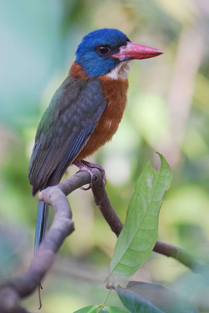 Green-backed Kingfisher (Blue-headed) - ML612608266