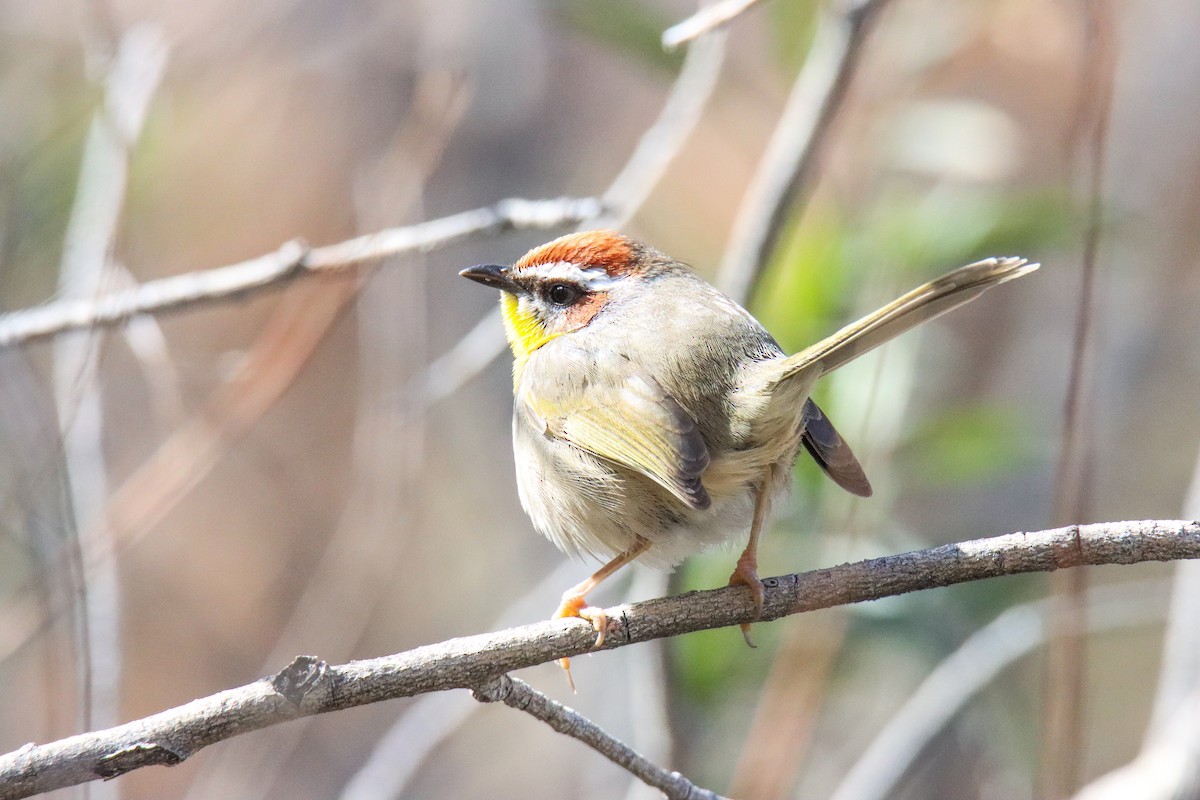 Rufous-capped Warbler - ML612608284