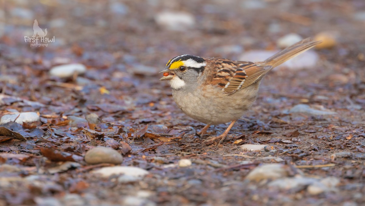 White-throated Sparrow - ML612608329