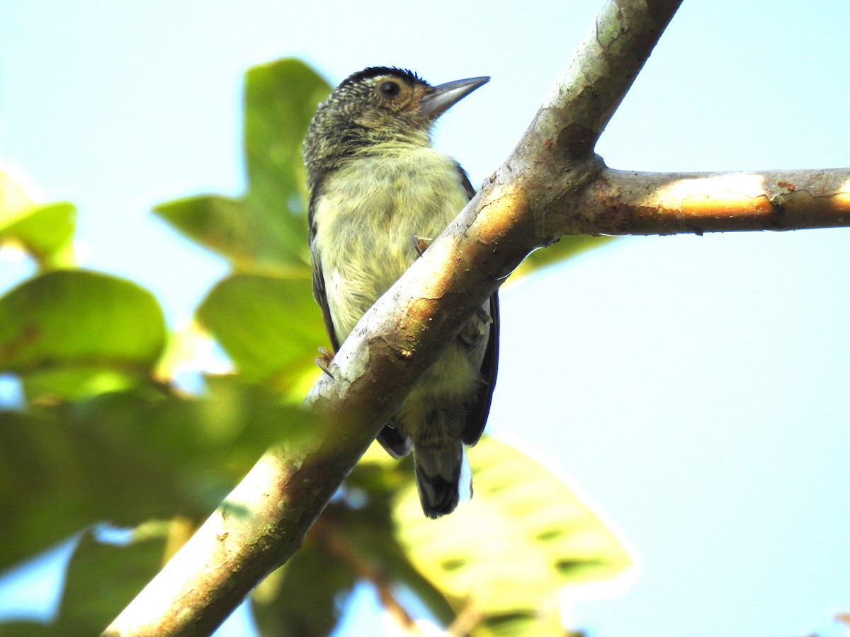 Plain-breasted Piculet - ML612608520