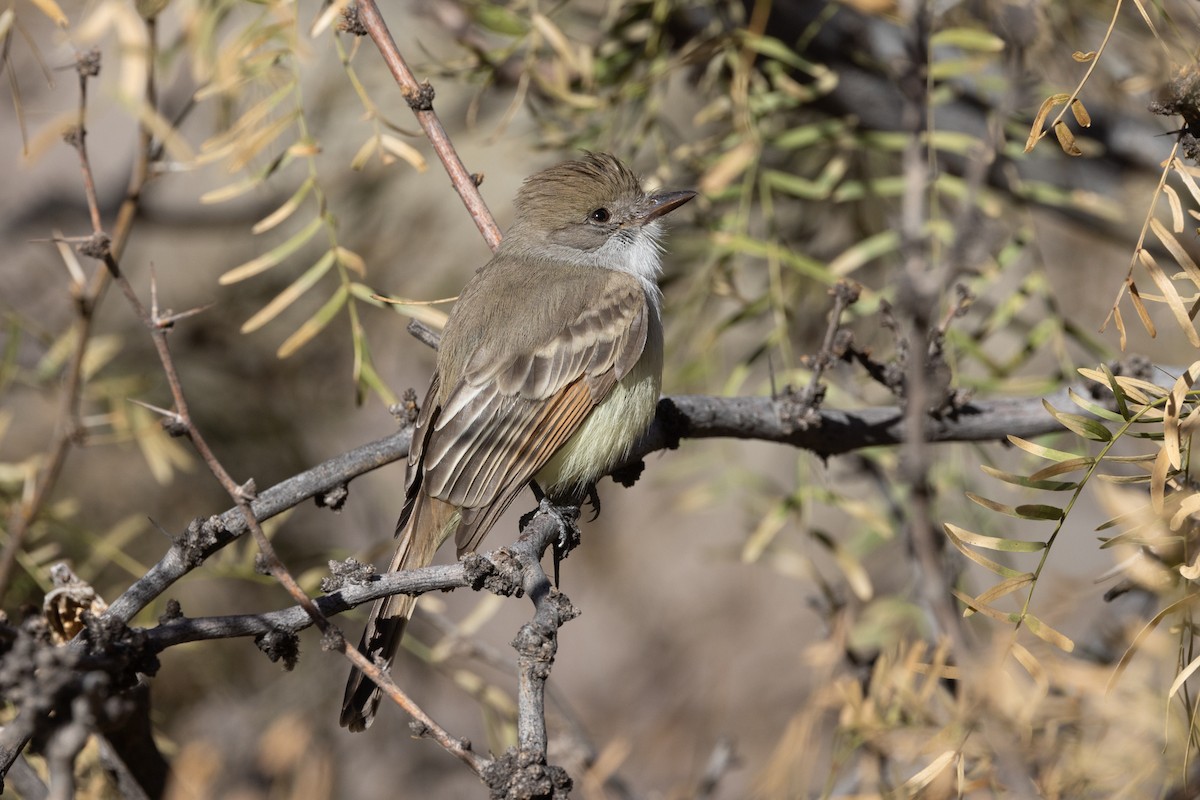 eBird Checklist - 24 Dec 2023 - Elephant Butte Lake SP--Paseo del Rio ...