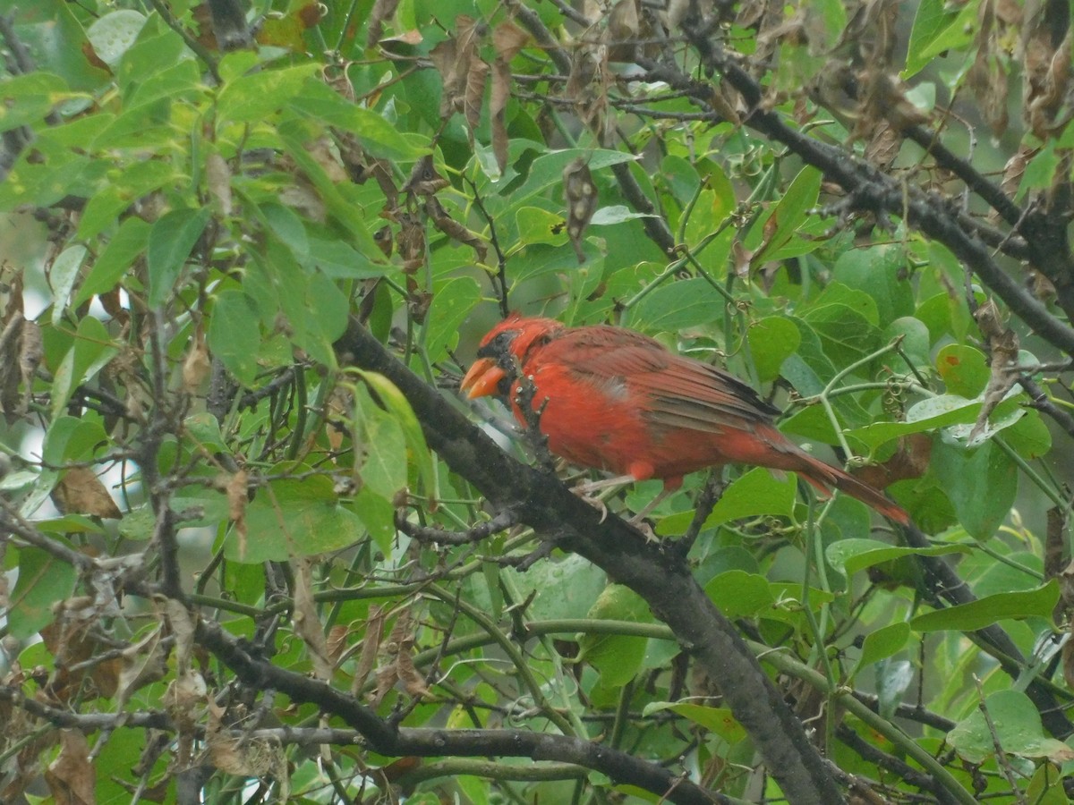 Northern Cardinal - Andres Cervino