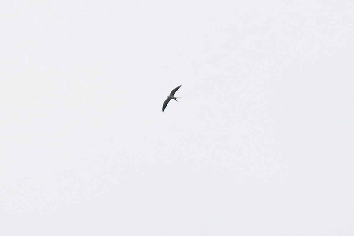 Swallow-tailed Kite - ML612608804