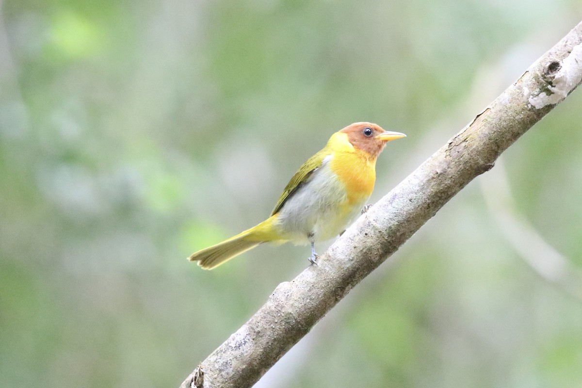 Rufous-headed Tanager - ML612608984