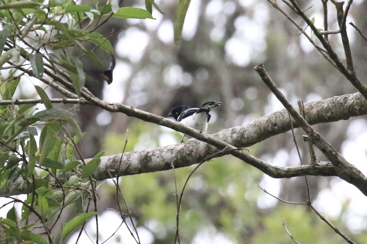 Magpie Tanager - ML612609076