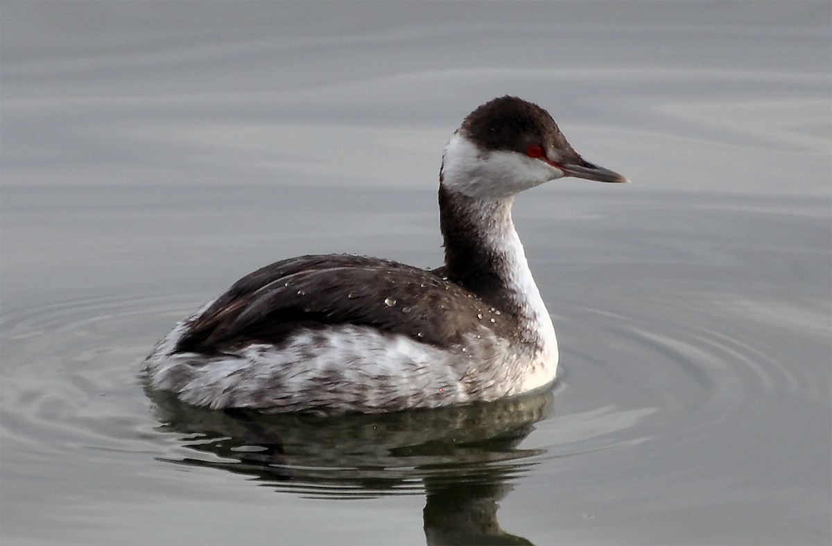 Horned Grebe - Heather Lauer