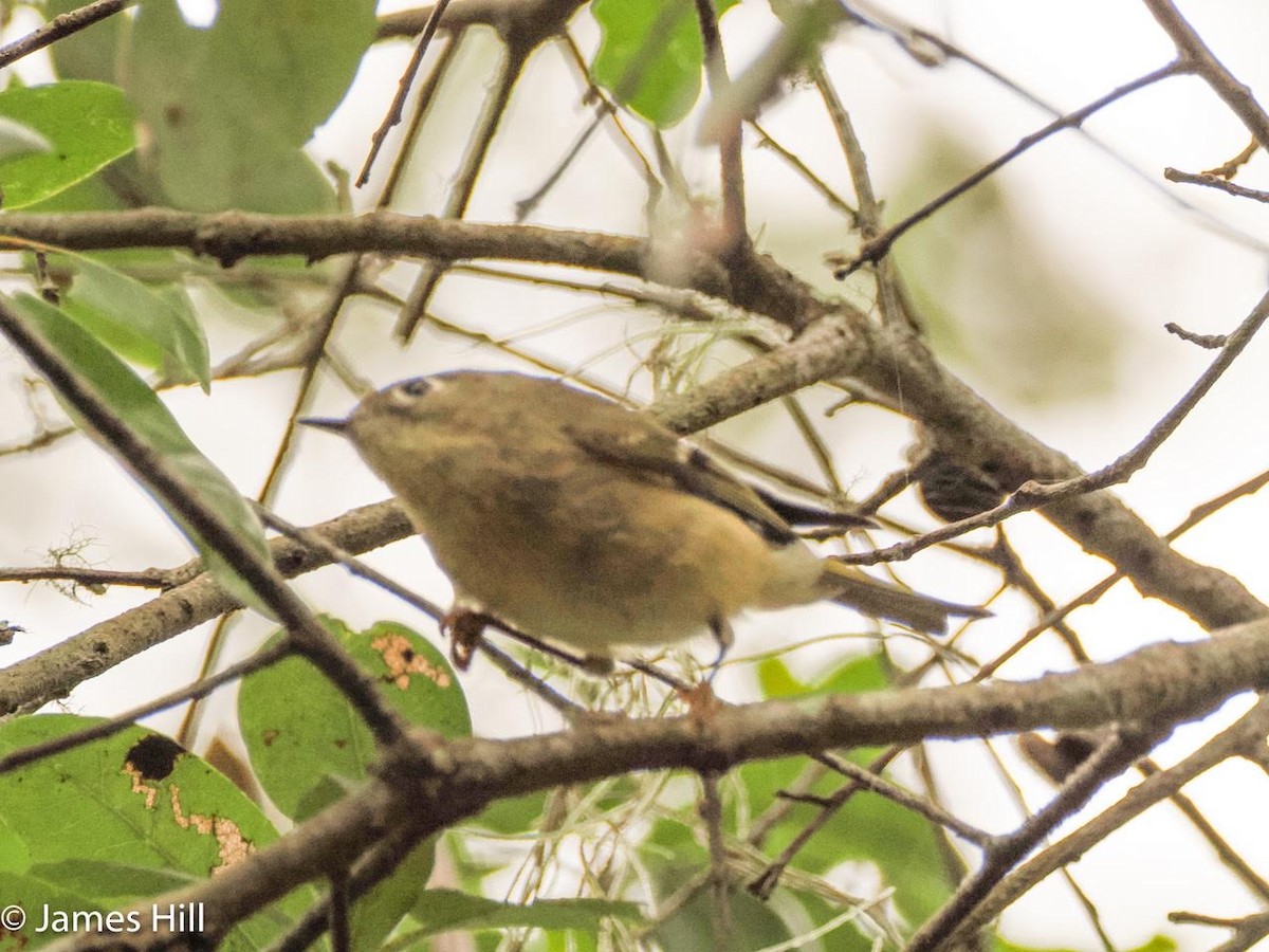 Ruby-crowned Kinglet - James Hill