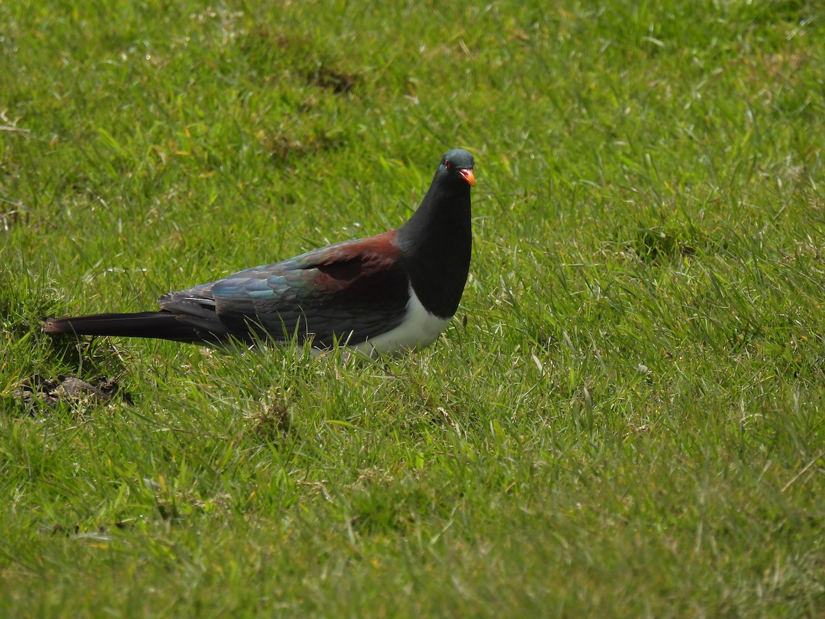 Chatham Island Pigeon - ML612610054