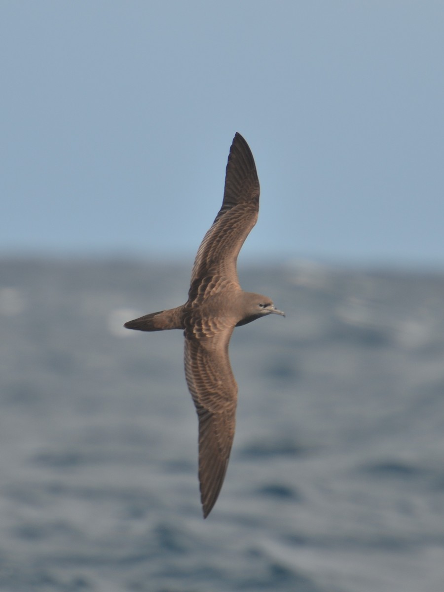 Wedge-tailed Shearwater - Dirk Tomsa