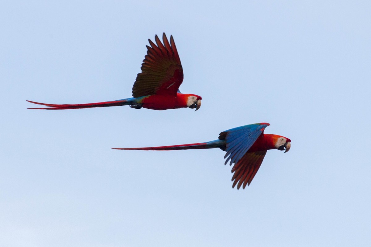 Scarlet Macaw - ML612610514