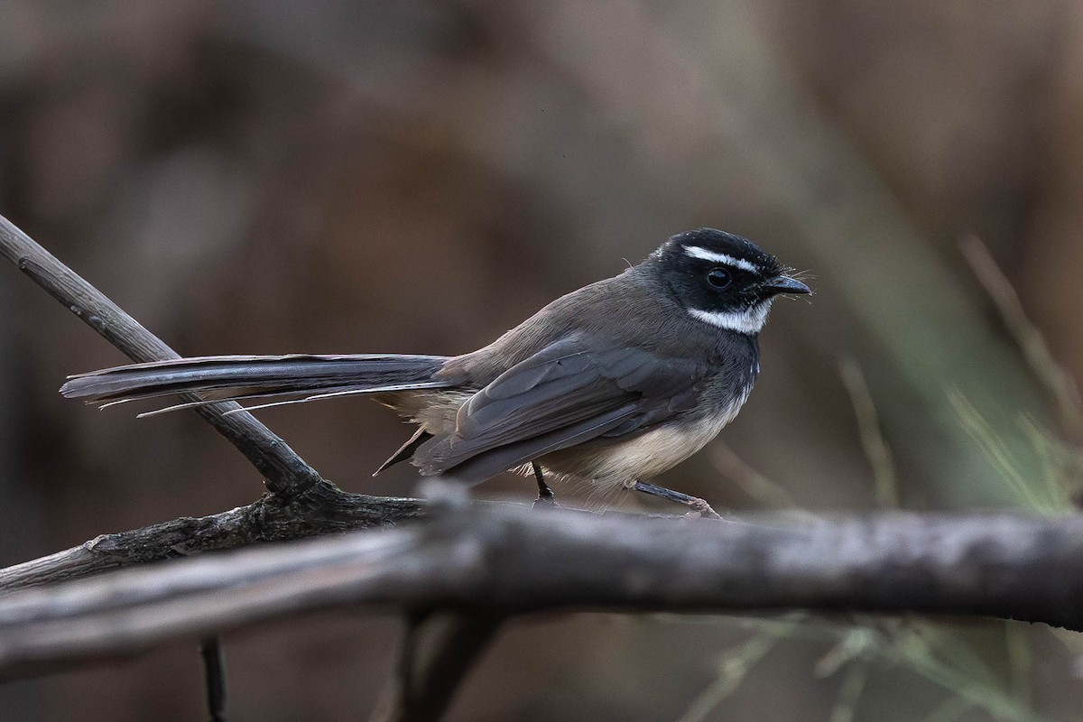 Spot-breasted Fantail - ML612610611