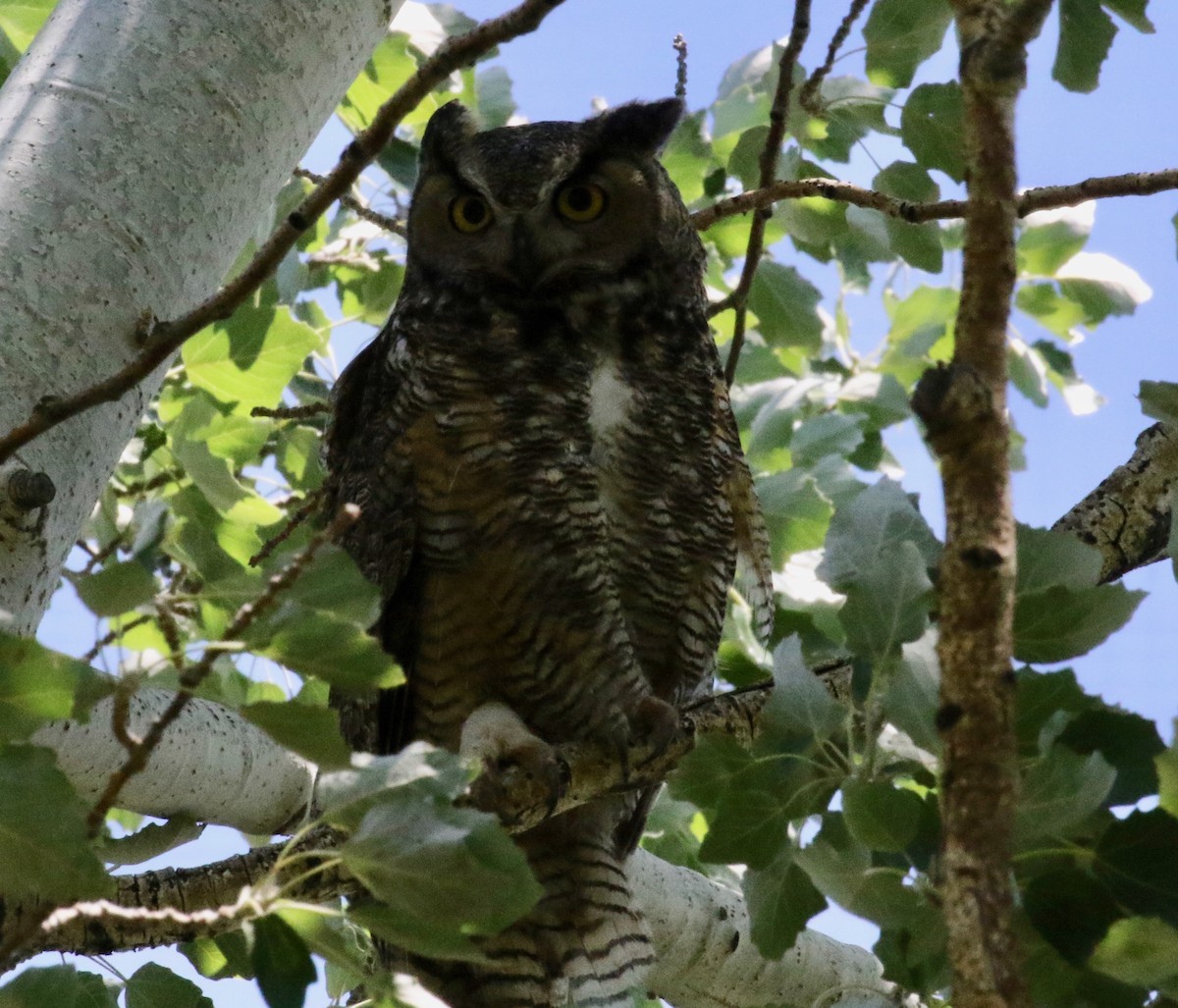 Great Horned Owl - ML612610680