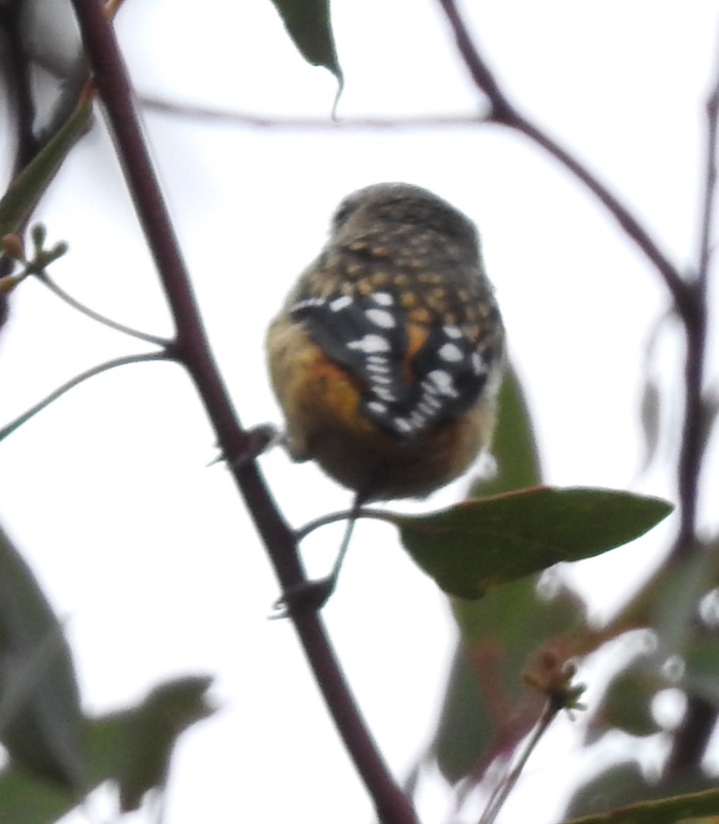 Spotted Pardalote - ML612610699