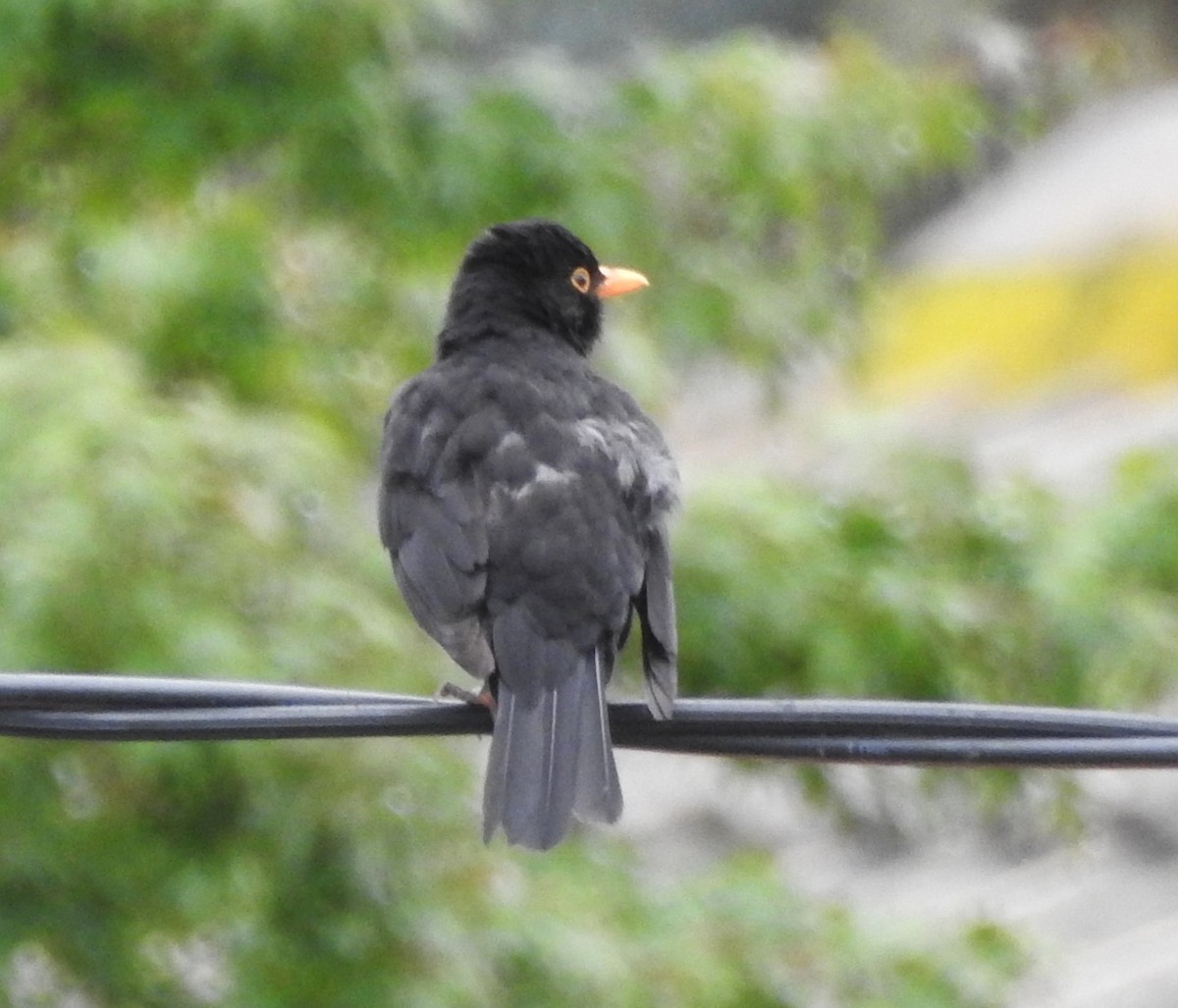 Eurasian Blackbird - ML612610711