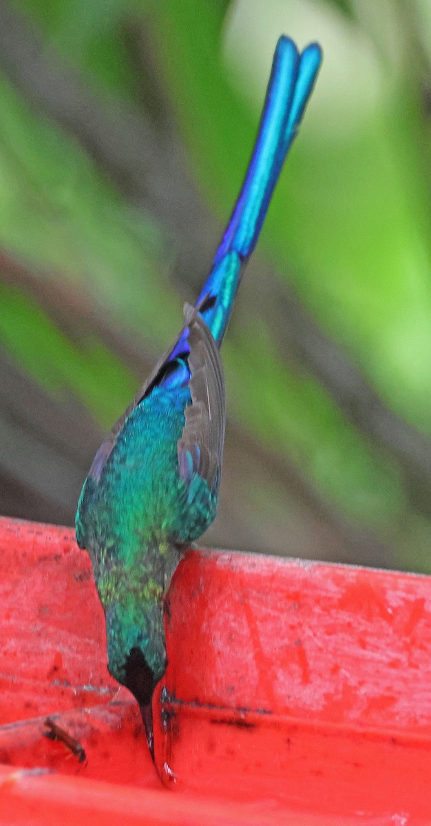 Long-tailed Sylph - ML612611297