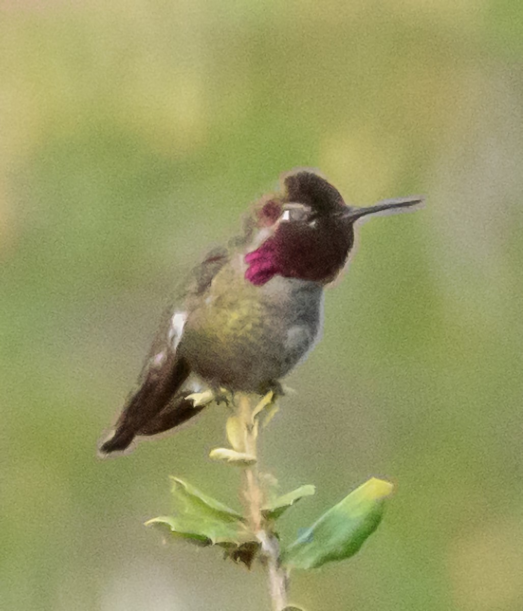 Anna's Hummingbird - ML612611387