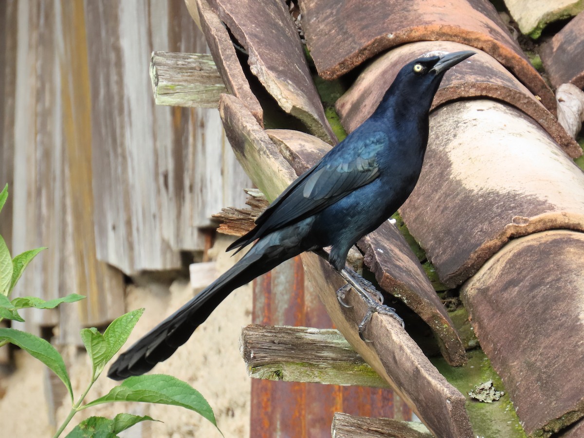 Great-tailed Grackle - ML612611571