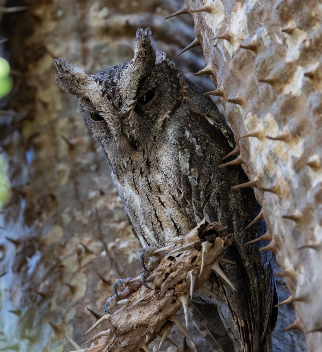 Madagascar Scops-Owl (Torotoroka) - ML612611763