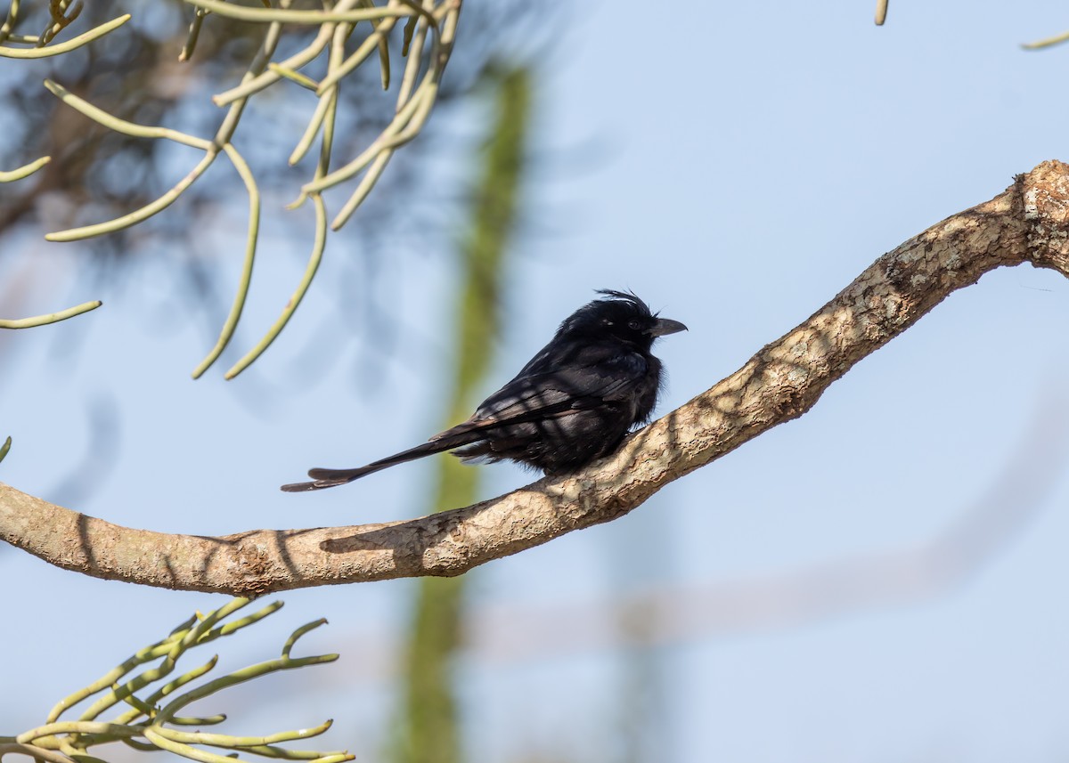Crested Drongo - ML612611801