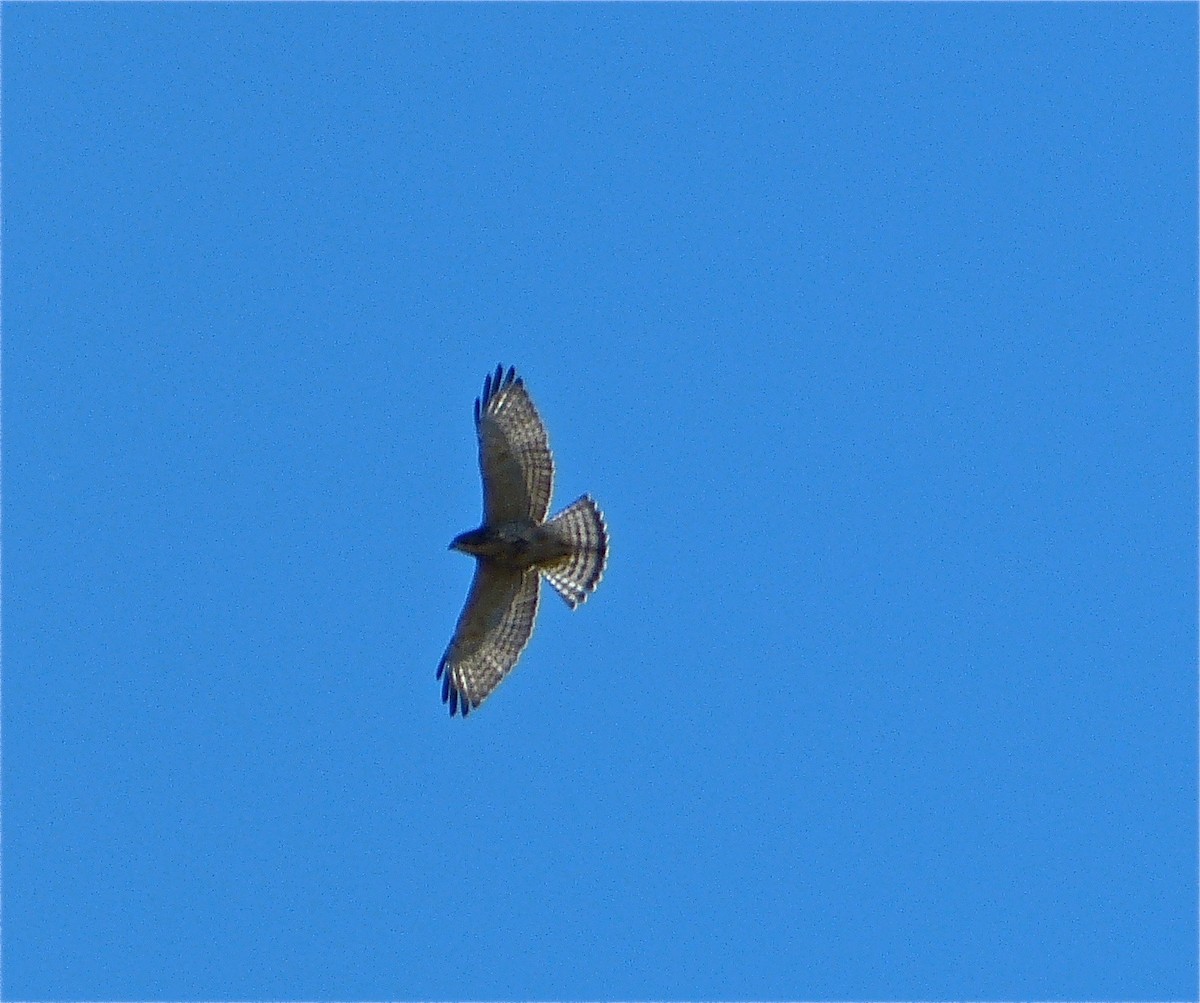 Broad-winged Hawk - Malia DeFelice