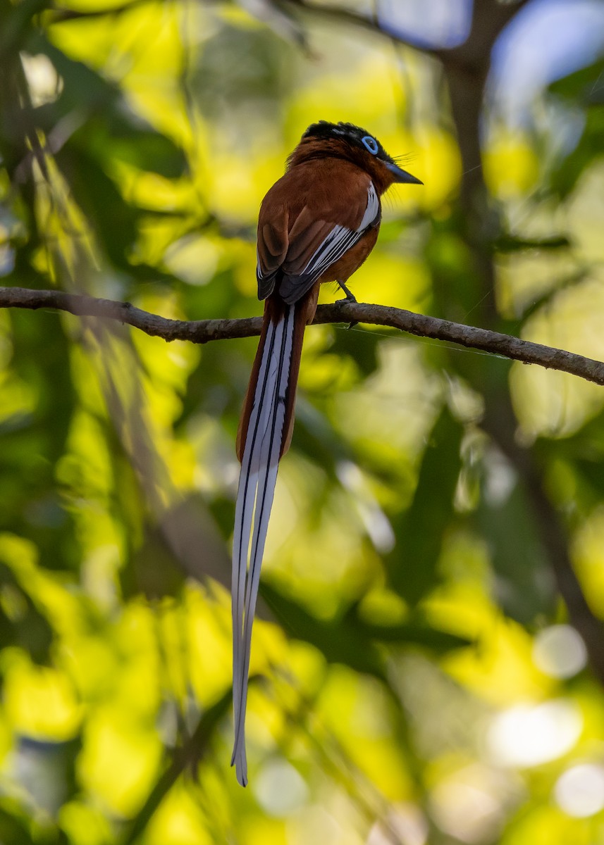 Malagasy Paradise-Flycatcher - Ian Burgess
