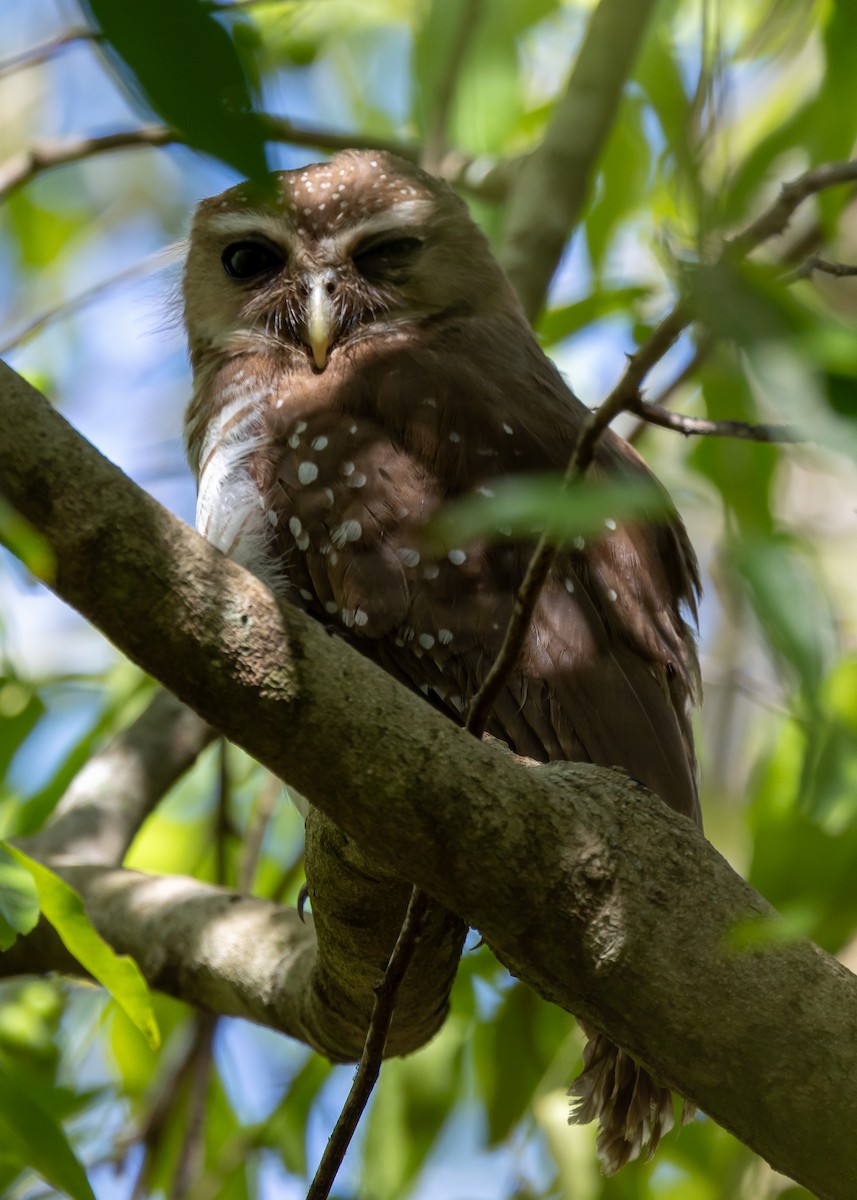 White-browed Owl - Ian Burgess