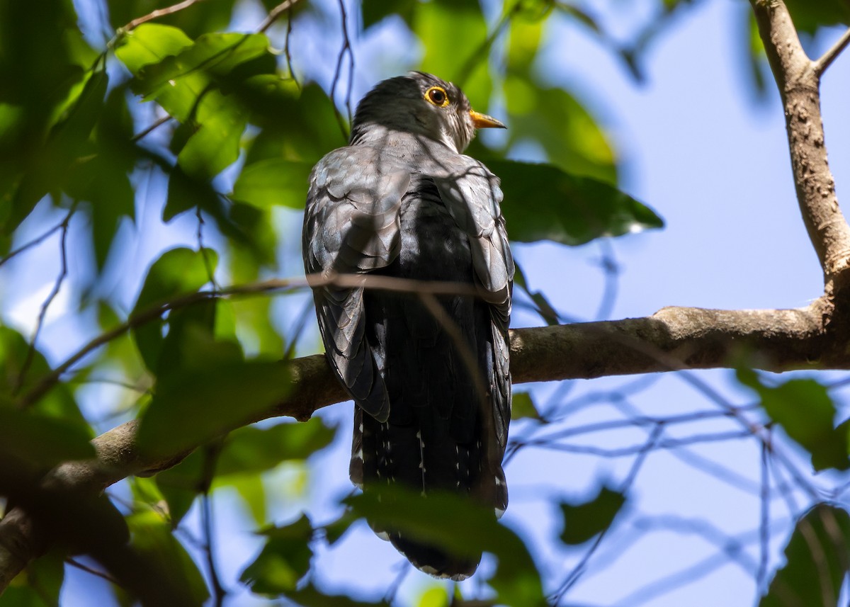Madagascar Cuckoo - Ian Burgess