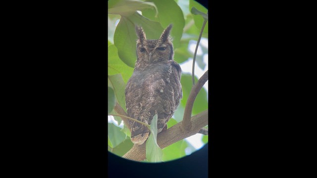 Grayish Eagle-Owl - ML612612092