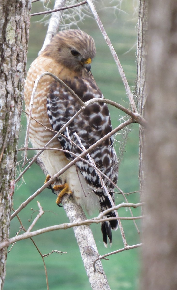eBird Checklist - 24 Dec 2023 - Blue Spring SP - 5 species