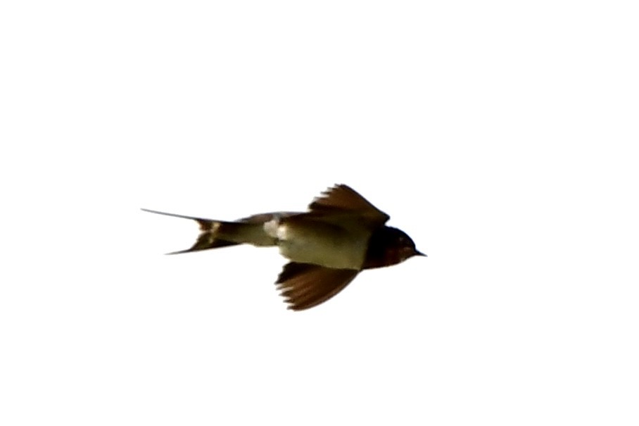 Barn Swallow - ML612613115