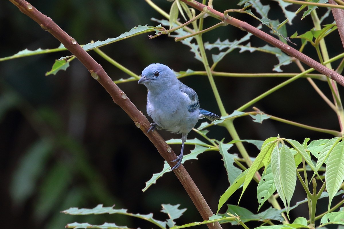 Blue-gray Tanager - ML612613143