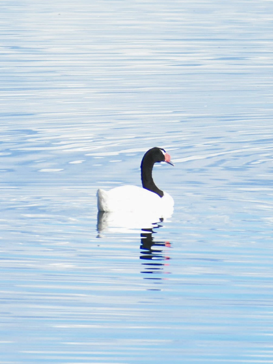 Black-necked Swan - ML612613292