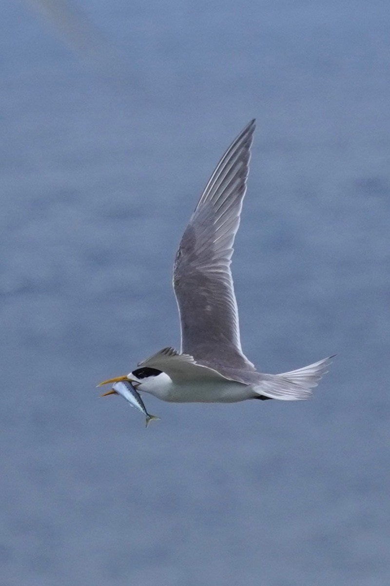 Great Crested Tern - ML612613824