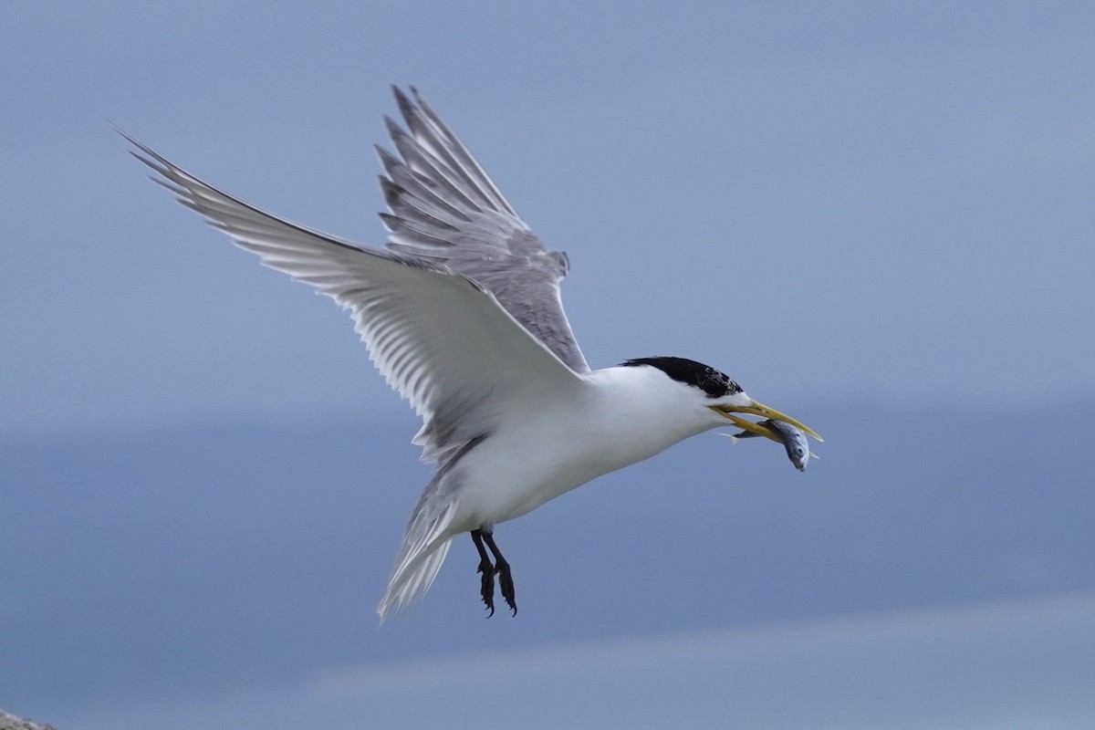 Great Crested Tern - ML612613825