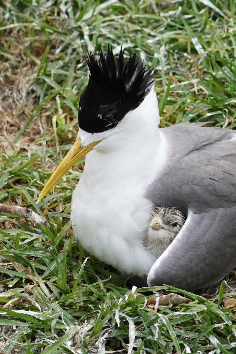 Great Crested Tern - ML612613826