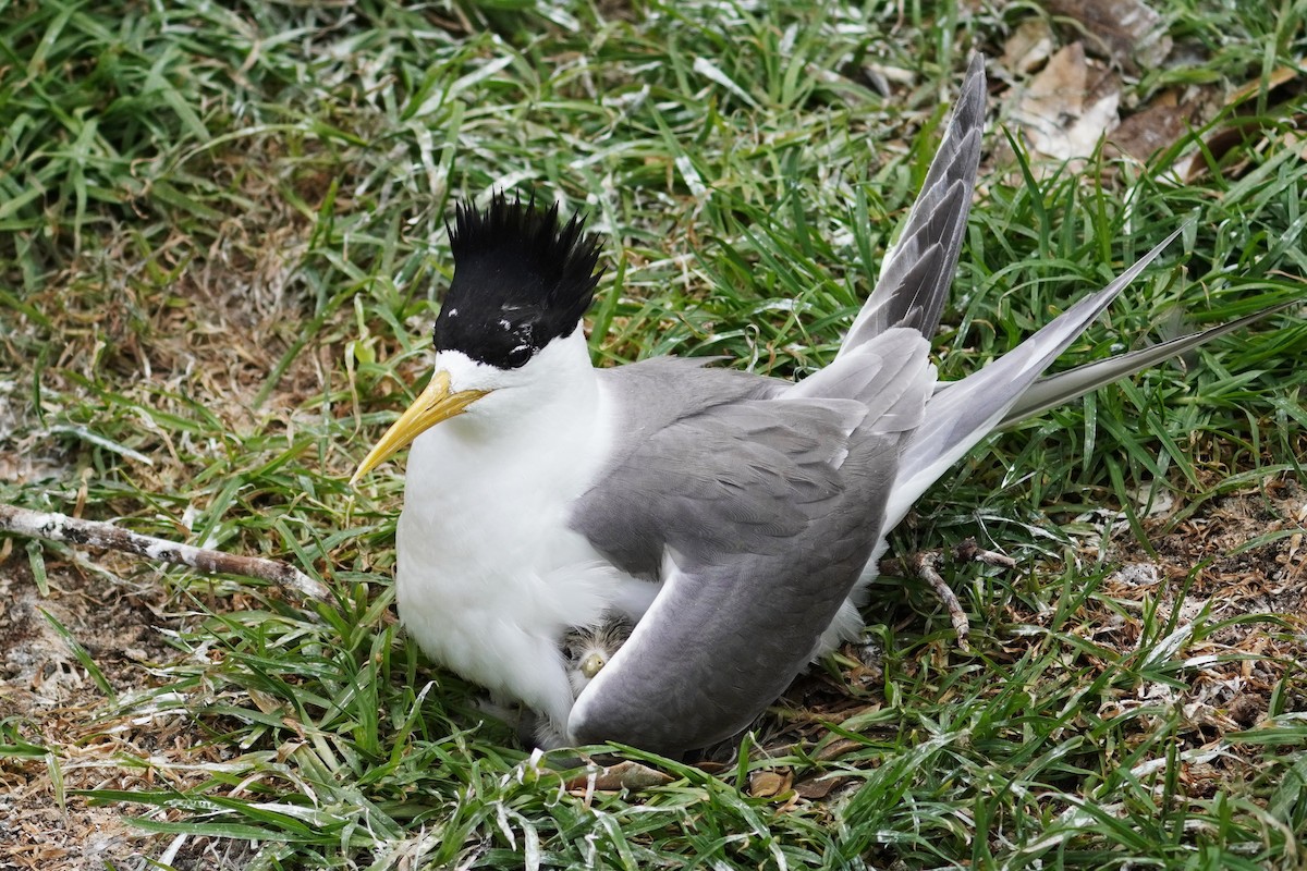 Great Crested Tern - ML612613827