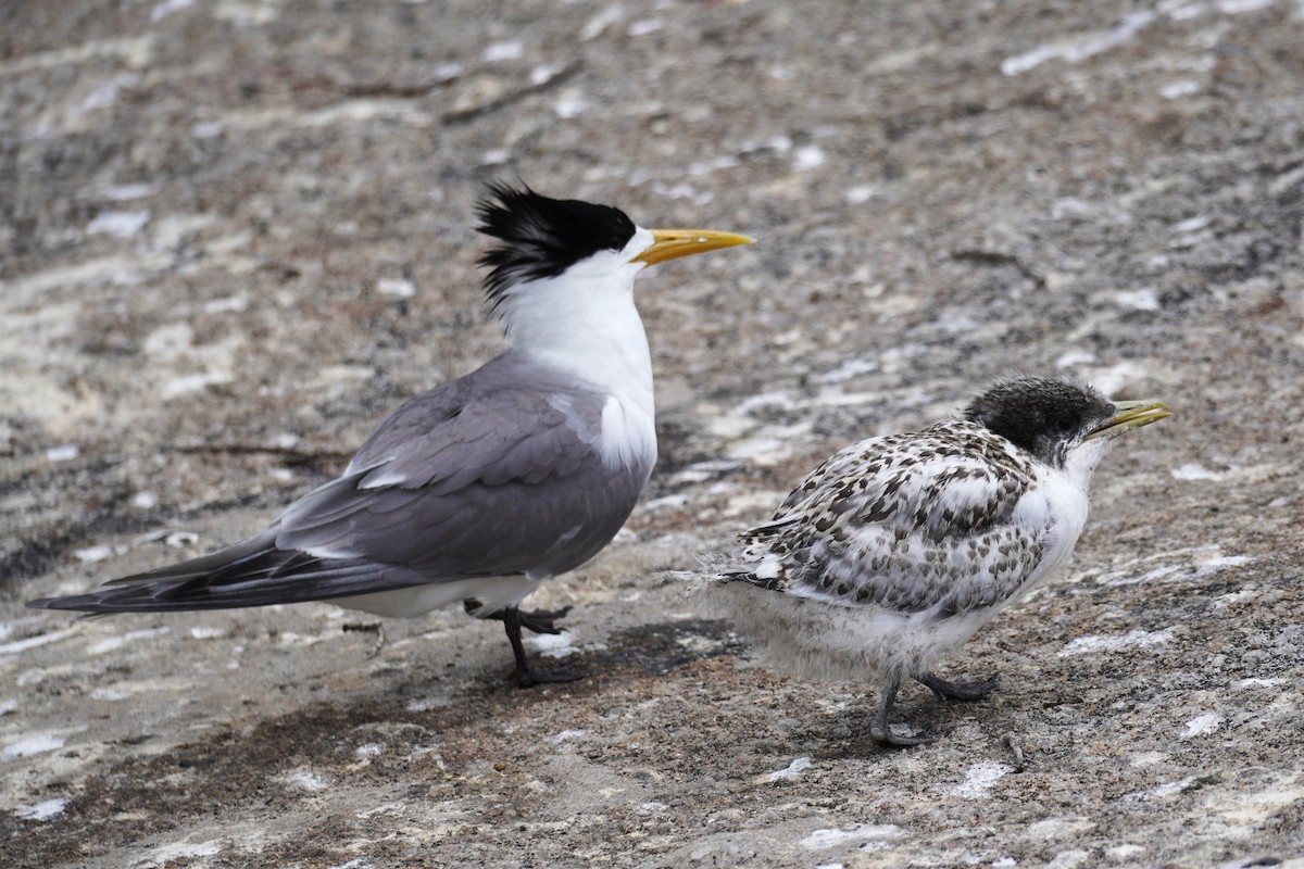 Great Crested Tern - ML612613828
