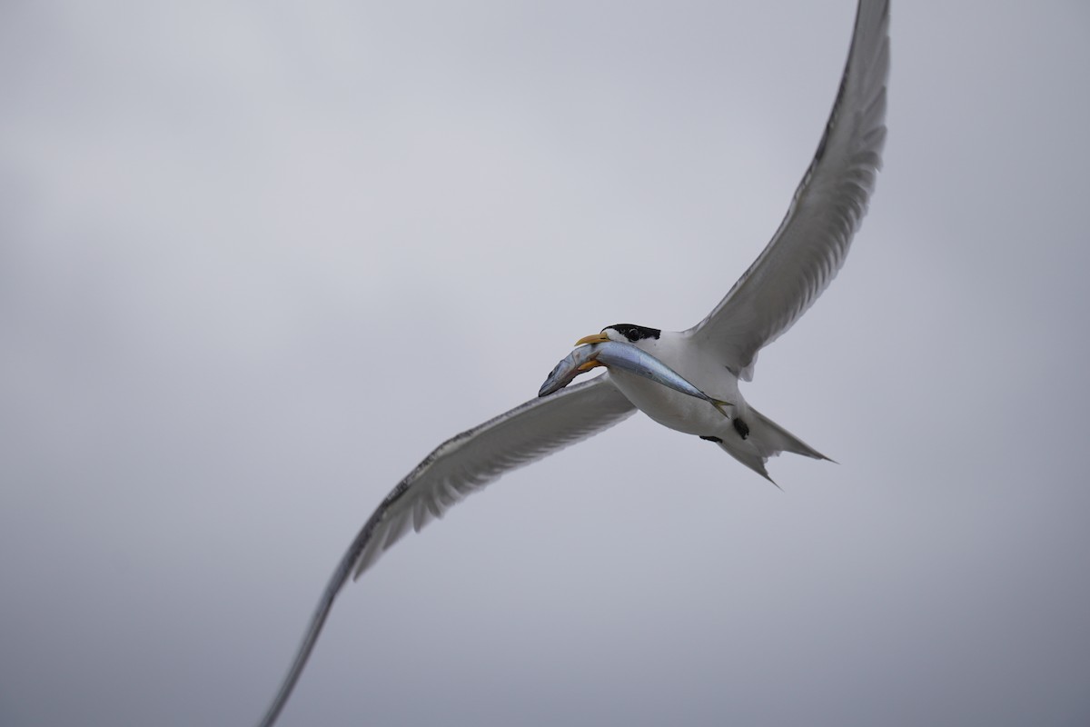 Great Crested Tern - ML612613830