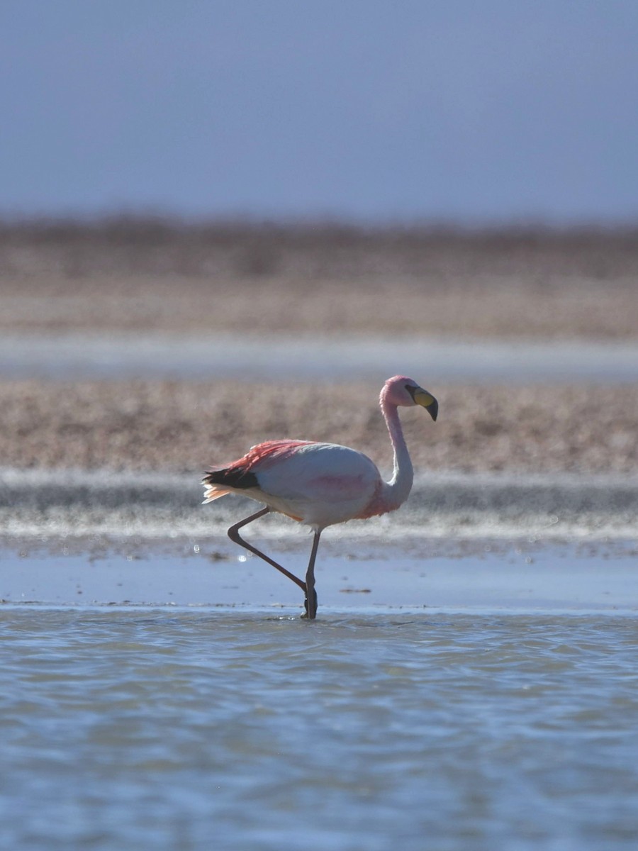 James's Flamingo - ML612613919