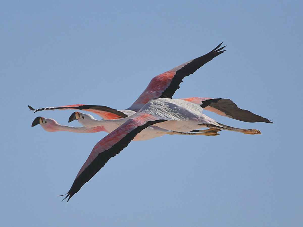 Andean Flamingo - ML612613936